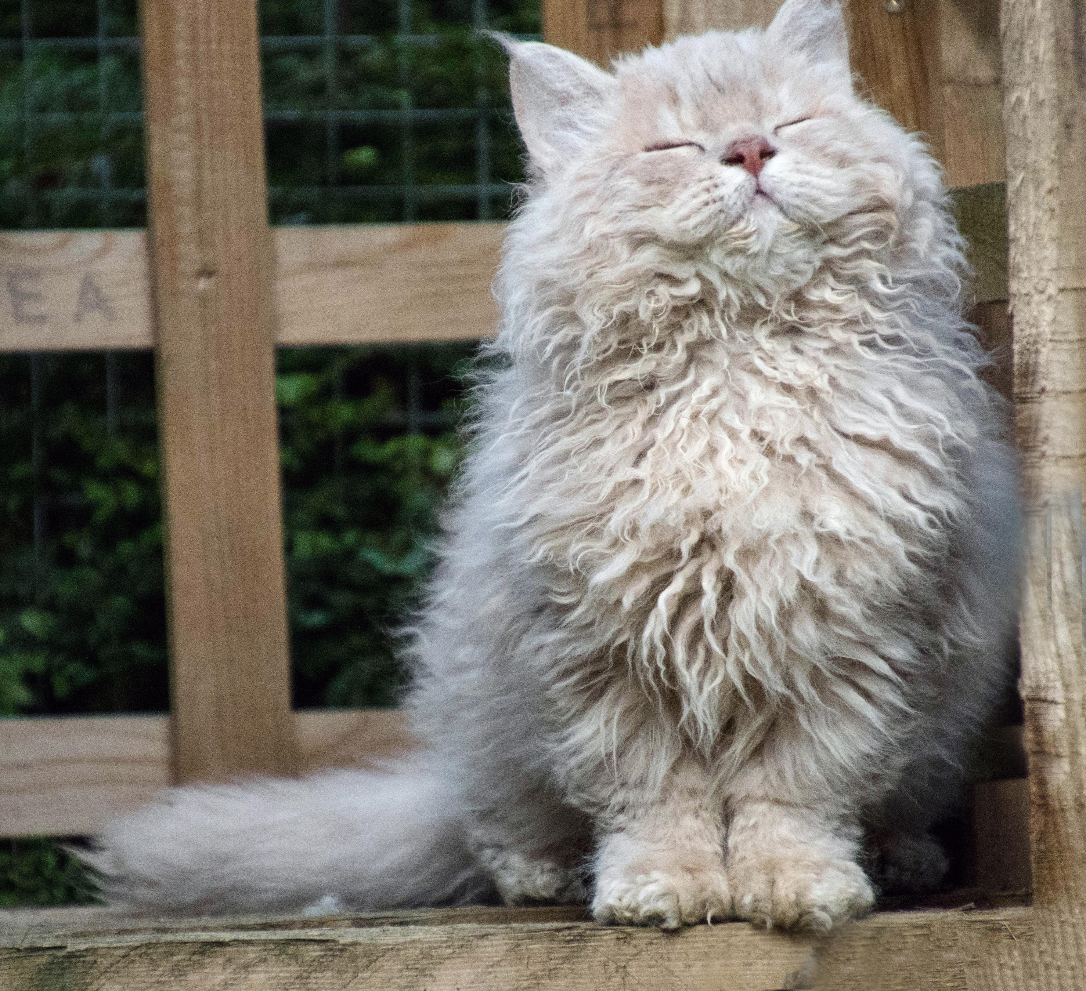 Winning entry - Smiley Cookie by Carol Walker