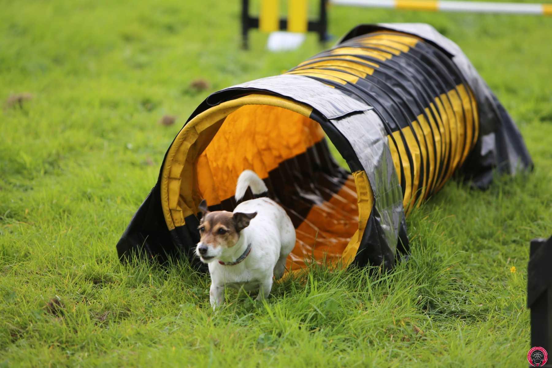 Dog agility