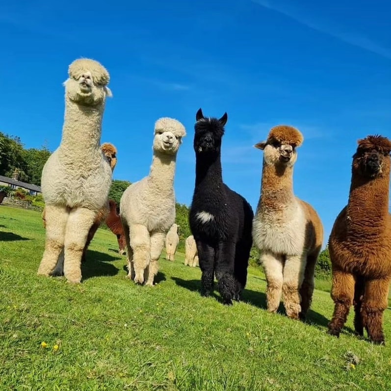 Alpacas