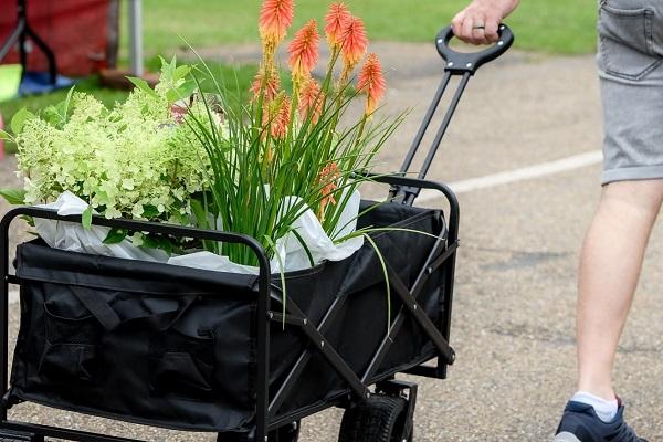 Shopping cart with plants in